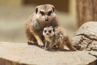 Surykatki - Te zwierzęta urodziły się w ZOO Wrocław w 2024 roku