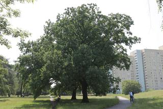 Niebezpieczne drzewa w Parku Bródnowskim. Wysokie konary grożą zawaleniem