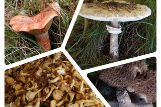 Te pyszne grzyby rosną we wrześniu i w październiku. Jakich warto szukać w lasach?