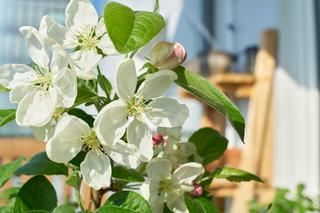 Owoce, które można uprawiać na balkonie