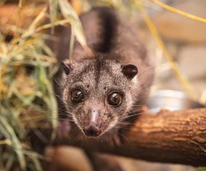 Nocny akrobata z Indonezji zamieszkał we Wrocławiu! Poznajcie nowego lokatora Zoo
