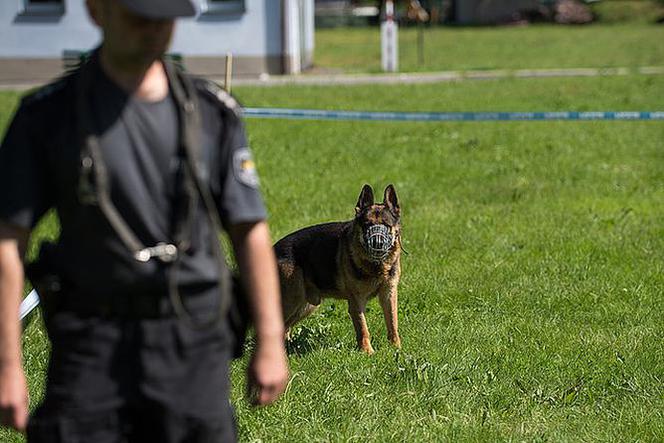 Turniej psów policyjnych w Zaczerniu koło Rzeszowa