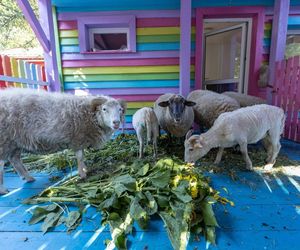 Owce zajadają się słonecznikami