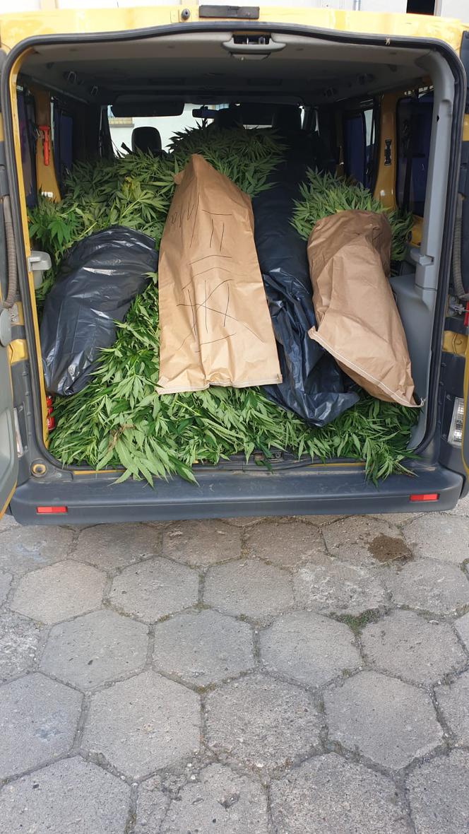 Ogromna plantacja marihuany w regionie! Policjanci zabezpieczyli ponad 430 krzewów [ZDJĘCIA]