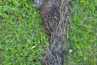 To Polacy wrzucają do… kanalizacji! Kara to 10 tysięcy złotych 