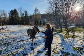 Szok w Szklarskiej Porębie. Ktoś zastrzelił jelenia na prywatnej posesji, był atrakcją miasta