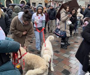 Golden Retriever WOŚP w Poznaniu