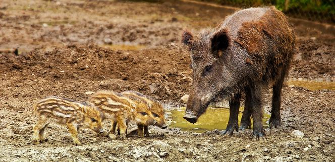 Poznań: Dziki od lasu wolą miasto! Jak się zachować przy spotkaniu z tymi zwierzętami?