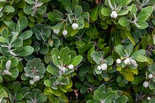 Krzewy łatwe w uprawie