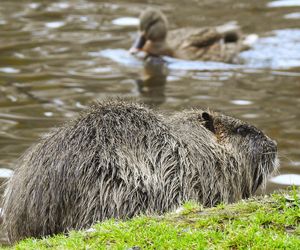 Nutrie w Rybniku jednak przeżyją?