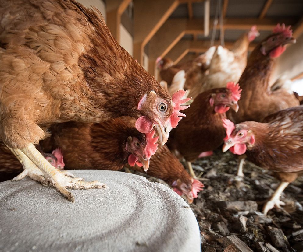 Koronawirus: Większość załogi z ubojni w Łopusznie idzie NA BRUK! Przetwarzali kurczaki dla KFC