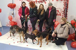 Psialentynki w bydgoskim schronisku