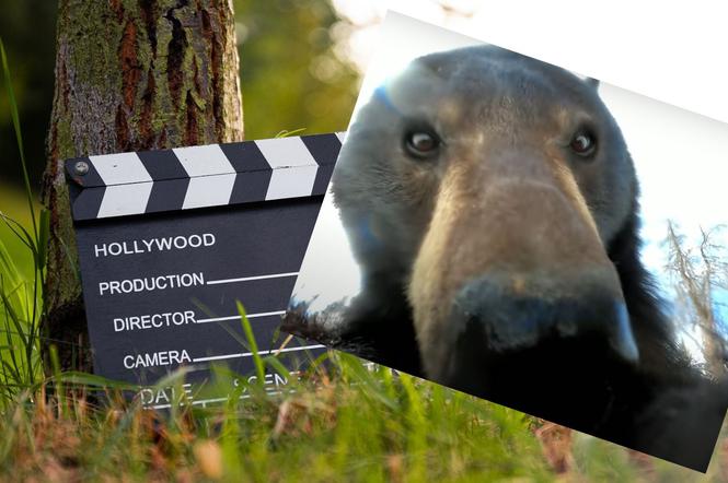 Niedźwiedź filmowcem