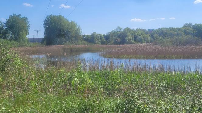 Było, zniknęło i... powróciło. Zobacz magiczne jezioro Track na obrzeżach Olsztyna [ZDJĘCIA]