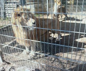 W klatkach przy domu trzymał lwy i tygrysa. Są nowe informacje z prokuratury