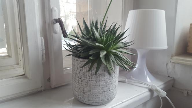 Rzeszowski Inkubator Kultury zachęca do adopcji! Chodzi o... rośliny!