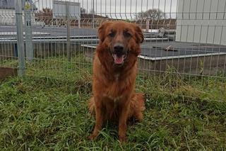 Ktoś przywiązał suczkę do drzewa i zostawił na pewną śmierć! Policja szuka właściciela [ZDJĘCIA]