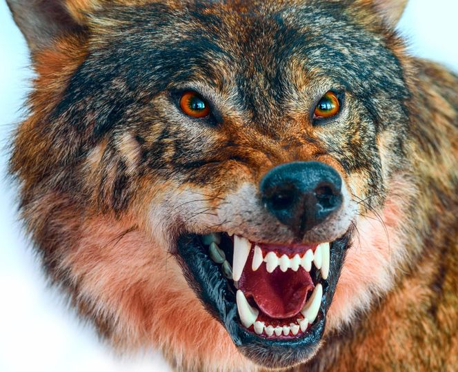 Wilki w rejonie Puszczy Knyszyńskiej. Mieszkańcy alarmują