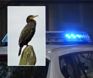 Setki zabitych kormoranów na jeziorze koło Żnina! Policja prowadzi dochodzenie