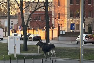 Dwa łosie spacerują po centrum Bydgoszczy. Trzeci zawędrował do Ostromecka, tam potracił go samochód