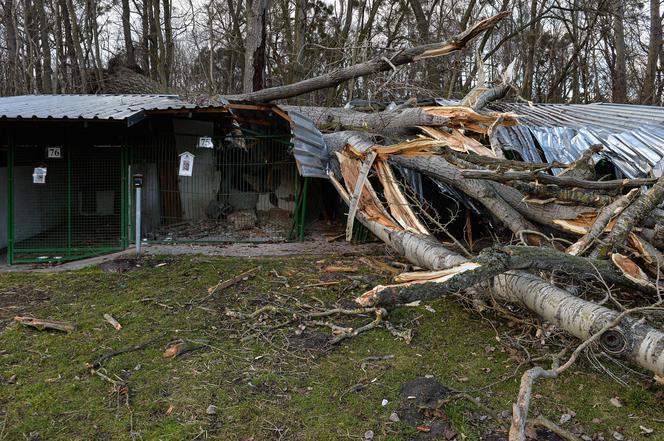 O krok od tragedii! Wichura powaliła drzewo na boksy dla psów w schronisku