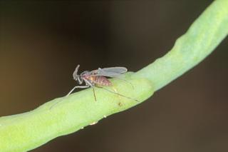 Szkodliwe muchówki - gatunki, objawy, zwalczanie