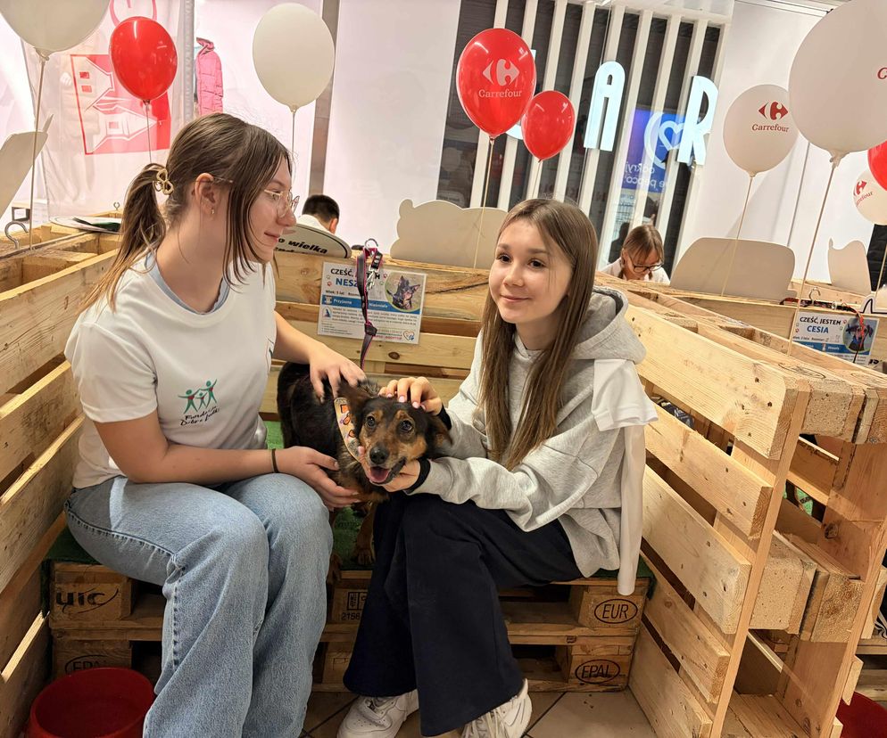 Akcja adopcyjna Fundacji Dobre Ludki w Grudziądzu. Zobacz zdjęcia 