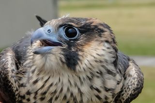 Toruńskie sokoły zostaną zaobrączkowane