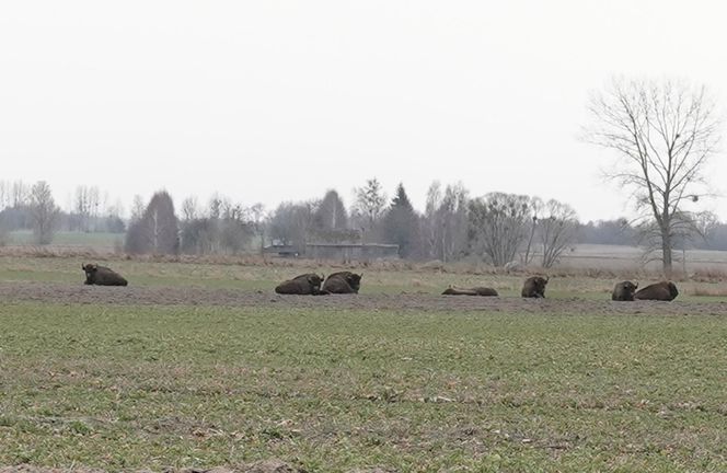 Rolnik spod Hajnówki 12 godzin dziennie przegania żubry ze swojego pola 