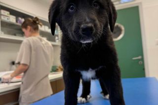 Psy jak niedźwiadki szukają domu