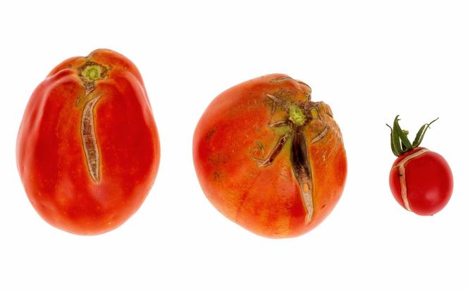 Pękanie pomidorów