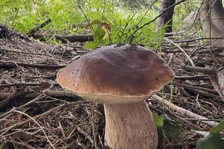 Letni wysyp grzybów w Bieszczadach