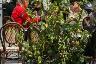 Idol nastolatek przyłapany przez paparazzi w stolicy!