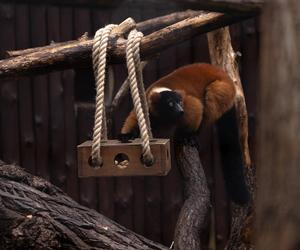 Wyginają śmiało ciało! W płockim zoo zamieszkały lemury