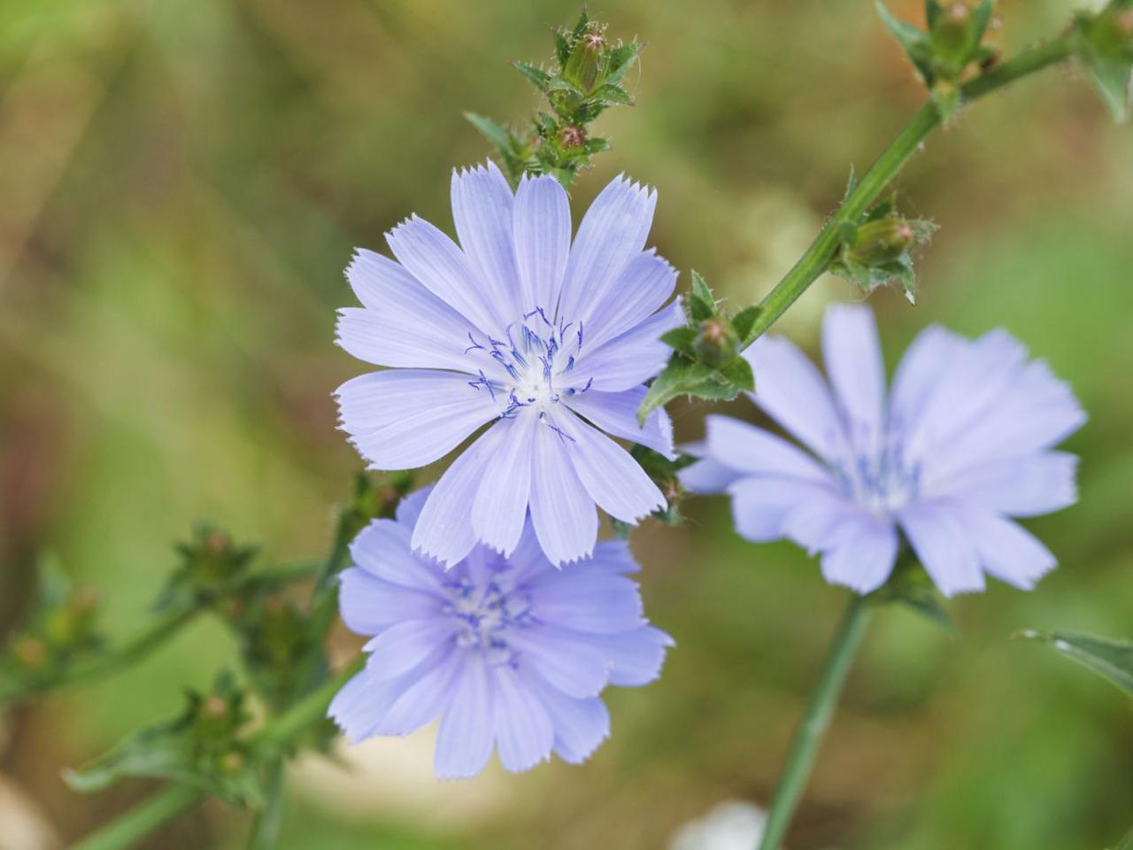Cykoria podróżnik - właściwości lecznicze i zastosowanie cykorii
