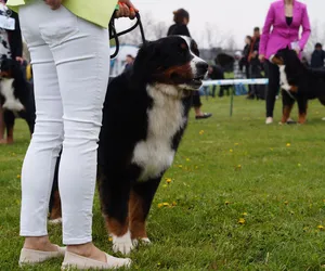 V Międzynarodowa Wystawa Psów Rasowych w Bydgoszczy [ZDJĘCIA, WIDEO]