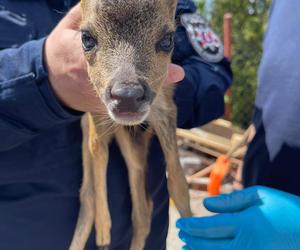 Sarenka uratowana przez policjanta