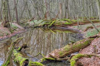 W tym małopolskim lesie polowali niegdyś królowie. Dziś hodują tam żubry 