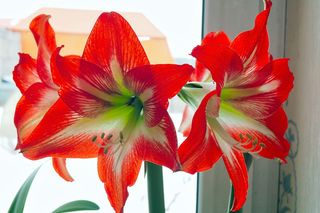 Hippeastrum
