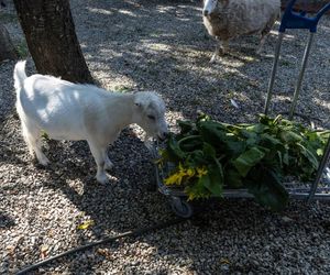 Owce zajadają się słonecznikami