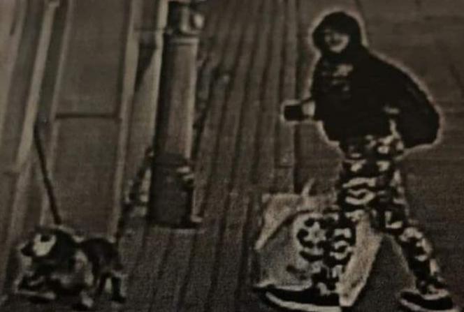 Ktoś UKRADŁ 12-letniego jamnika starszej kobiecie! Właścicielka jest zrozpaczona. "Mieli tylko siebie"
