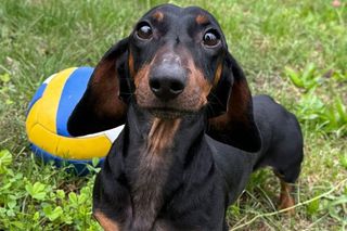 Ten jamnik całe życie nie wychodził na zewnątrz. Żył w jednym pokoju z 85 yorkami w pseudohodowli w Bydgoszczy