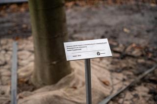 Plac Trzech Krzyży - drzewa mają swoich patronów 