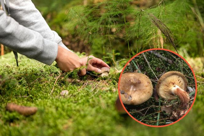 Nawet ekspert od grzybów może się pomylić. Cierpiał 17 dni