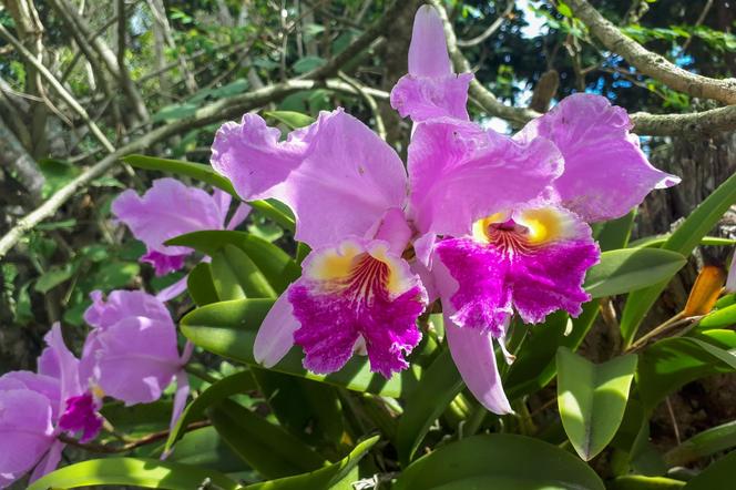 Storczyk Cattleya