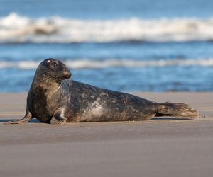 Długi weekend nad Bałtykiem? Lidl Polska i Fundacja WWF Polska edukują, jak wypoczywać w zgodzie z naturą 