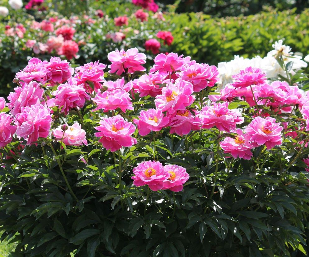 Piwonia chińska (Paeonia lactiflora)
