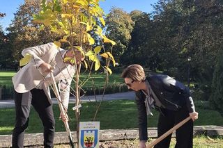 Kalisz. Przed Starostwem Powiatowym powstała alejka magnoliowa 