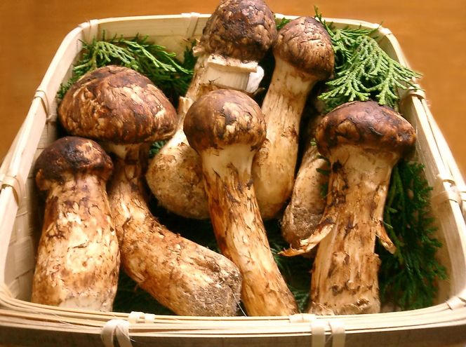 Matsutake 