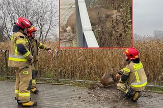 Sarna uwięziona w pułapce. Utknęła między metalowymi barierkami